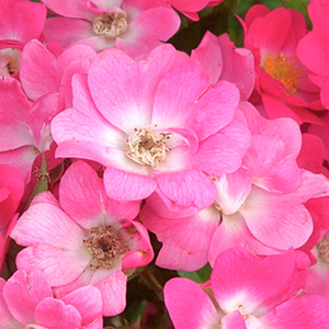 Szkółka róż - róże rabatowe polianty - różowy  - Rosa  Orléans Rose - róża z dyskretnym zapachem - Levavasseur - Róża z białymi oczkami, w kolorze czerwonych pelargonii i dyskretnym zapachu.